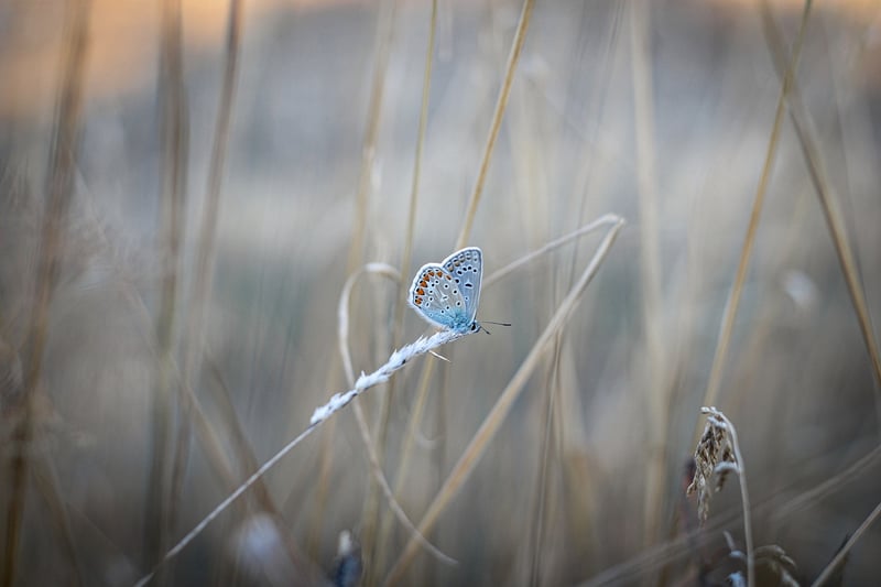 Butterfly Effect